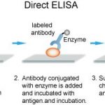 Prinsip Kerja ELISA Dalam Dunia Laboratorium
