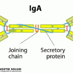 Mengenal Antibodi IgA –  Jenis Antibodi Dalam Tubuh