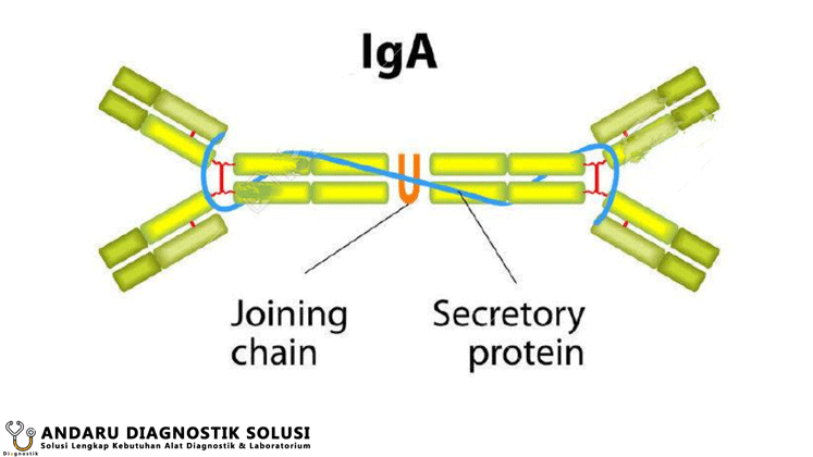 Ilustrasi IgA
