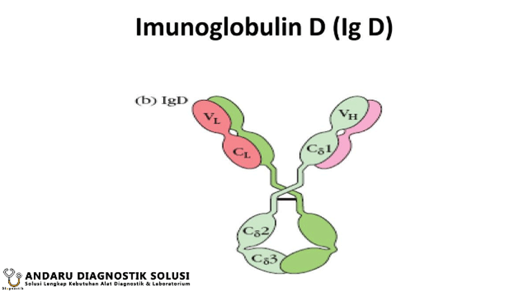 Gambar Immunoglobulin D (IgD)
