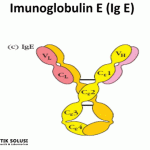Mengenal Antibodi IgE – Perannya Terhadap Alergi
