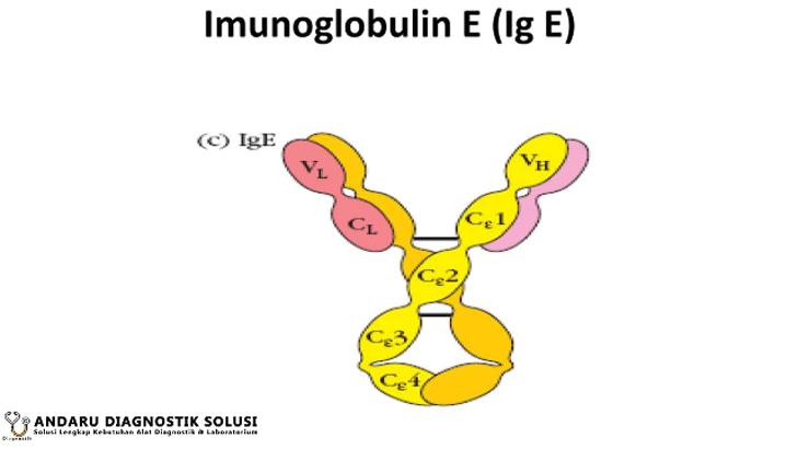 Gambar Immunoglobulin E (IgE)