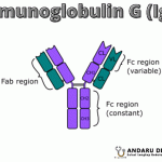 Mengenal Antibodi IgG – Jenis Antibodi Monomer