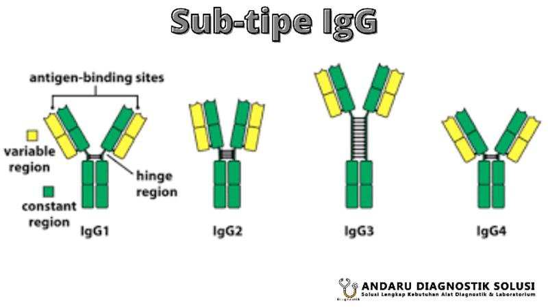 Ilustrasi sub-tipe IgG